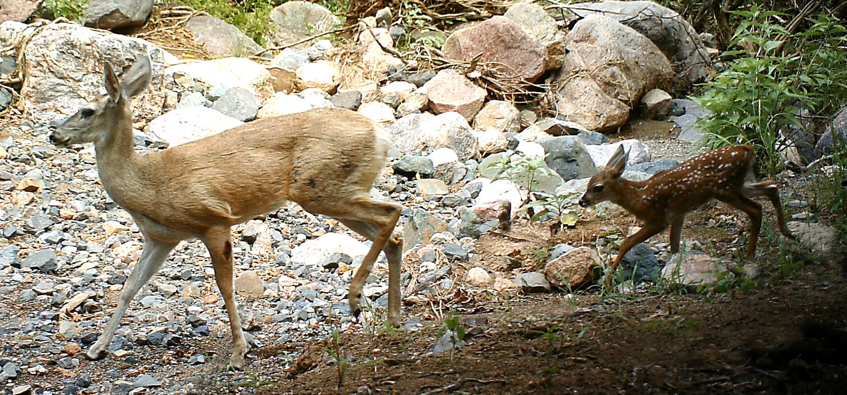 Wildlife, babies, Mexico